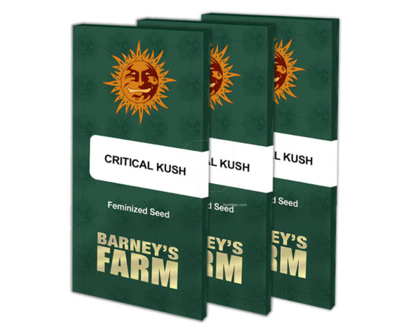 Critical kush (5) 100% barney´s farm seeds