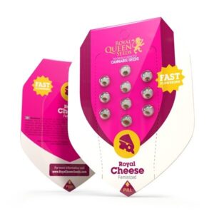 Royal cheese (1) fast flowering royal queen seeds