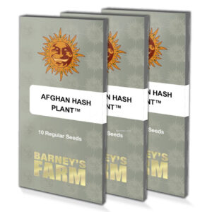 Afghan hash plant (10) regular barney's farm seeds
