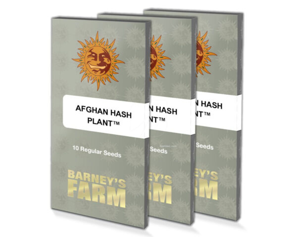 Afghan hash plant (10) regular barney's farm seeds