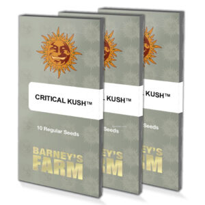 Critical kush (10) regular barney farm seeds