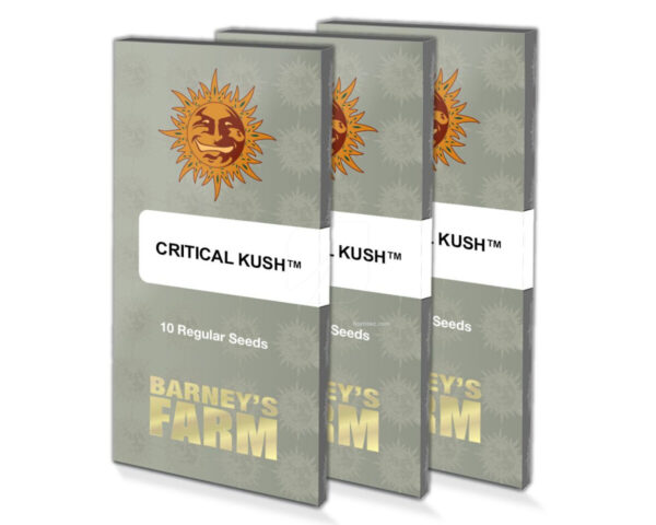 Critical kush (10) regular barney farm seeds