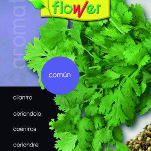Cilantro común