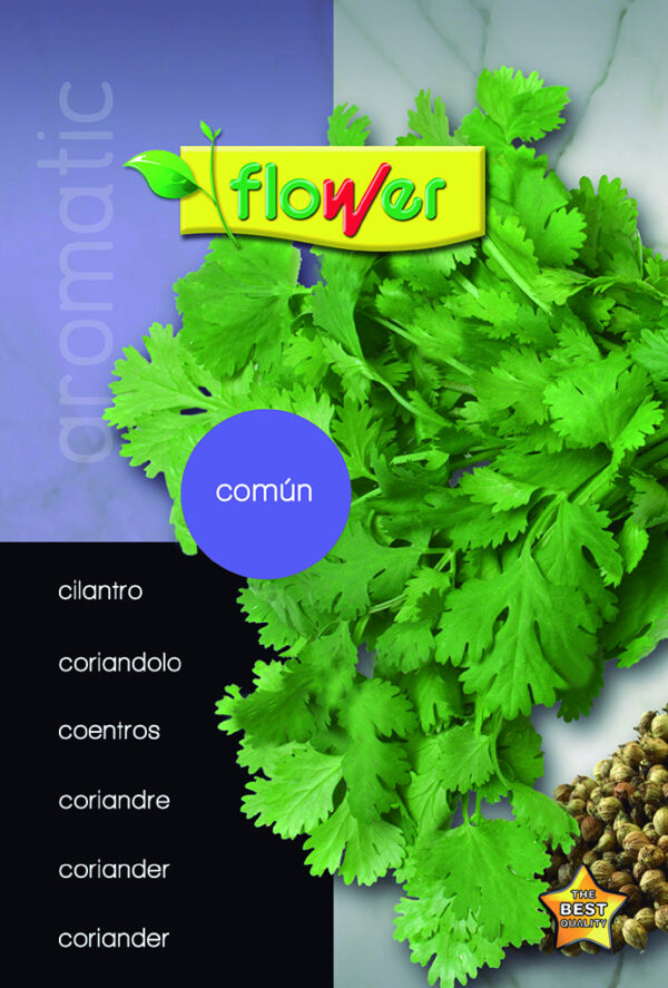 Cilantro común