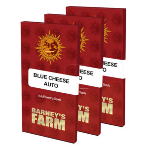 Blue cheese auto (3) barney's farm seeds