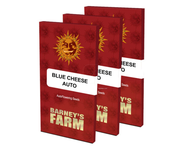 Blue cheese auto (3) barney's farm seeds