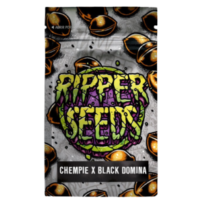 Chempie x b lack domina (3) ripper seeds