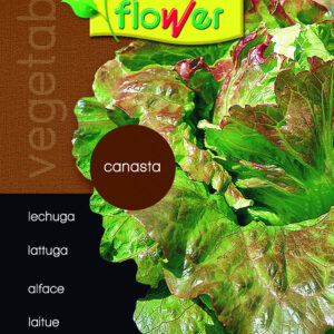 Lechuga canasta