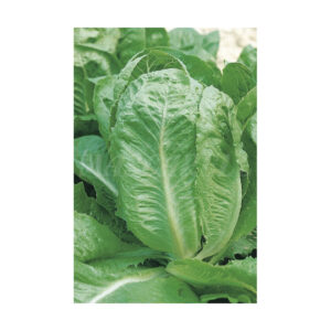 Lechuga batavia amarilla de paris
