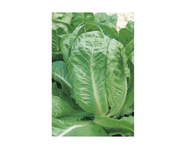 Lechuga batavia amarilla de paris