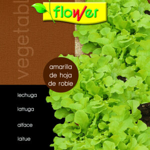 Lechuga bionda hoja de roble