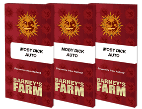 Moby dick auto auto (1) barney's farm seeds