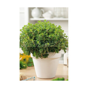 Oregano