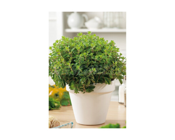 Oregano