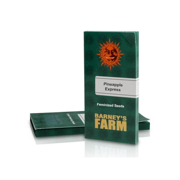 Pineapple express (3) 100% barney's seeds - Imagen 2