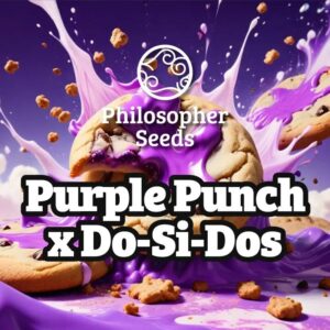 Purple punch x do-si-dos (5) 100% philosopher seeds