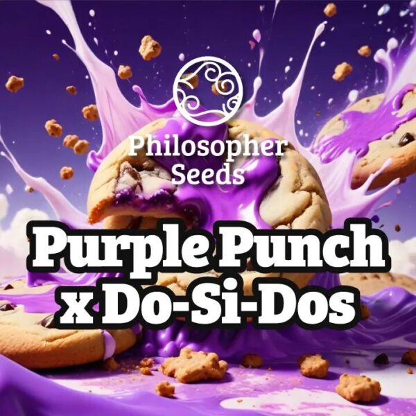 Purple punch x do-si-dos (5) 100% philosopher seeds