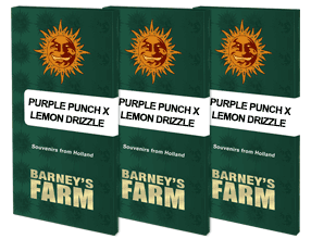 Purple punch x lemon drizzle (1) 100% barney's seeds