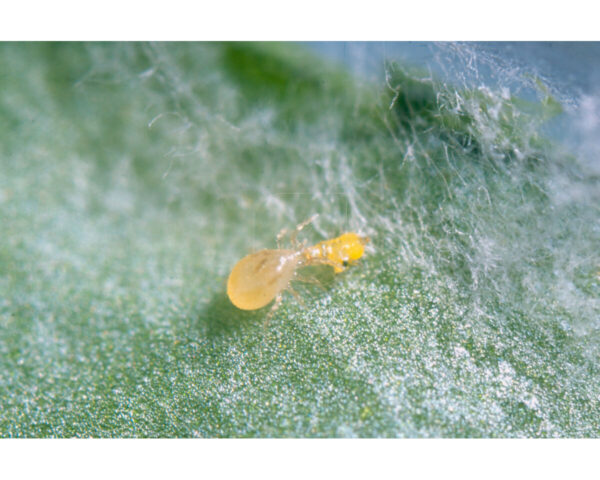 Ulti-mite swirski sobre (trips, mosca blanca y araña roja) koppert - Imagen 3